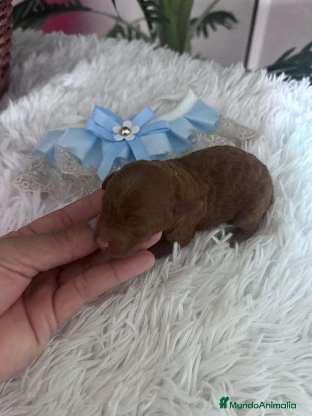 Caniche Toy perros en venta: CANICHE ROJO - Anuncio 4