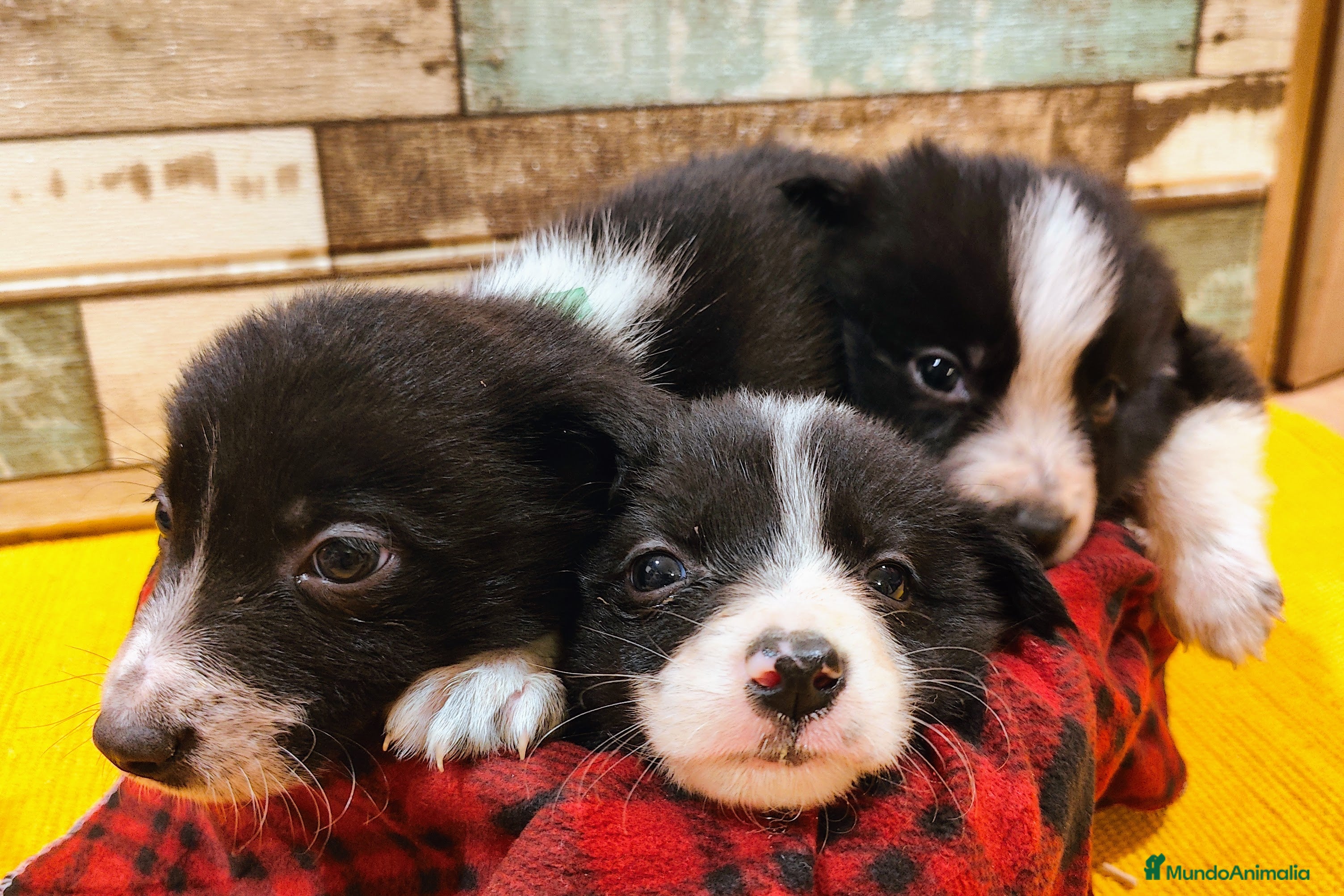 Border Collie perros Cachorros Border Collie listos para entregar - Anuncio 15