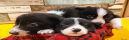 Border Collie perros en venta: Cachorros Border Collie listos para entregar - Anuncio 9