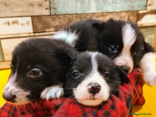 Border Collie perros Cachorros Border Collie listos para entregar - Anuncio 4