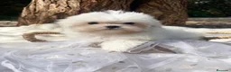 Bichón Maltés perros en venta: Bichon Maltes Toy Coreano - Anuncio 3