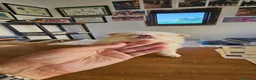 Pomerania perros en venta: Pomerania carita de oso  - Anuncio 5