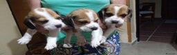 Beagle perros en venta: Beagle  - Anuncio 4