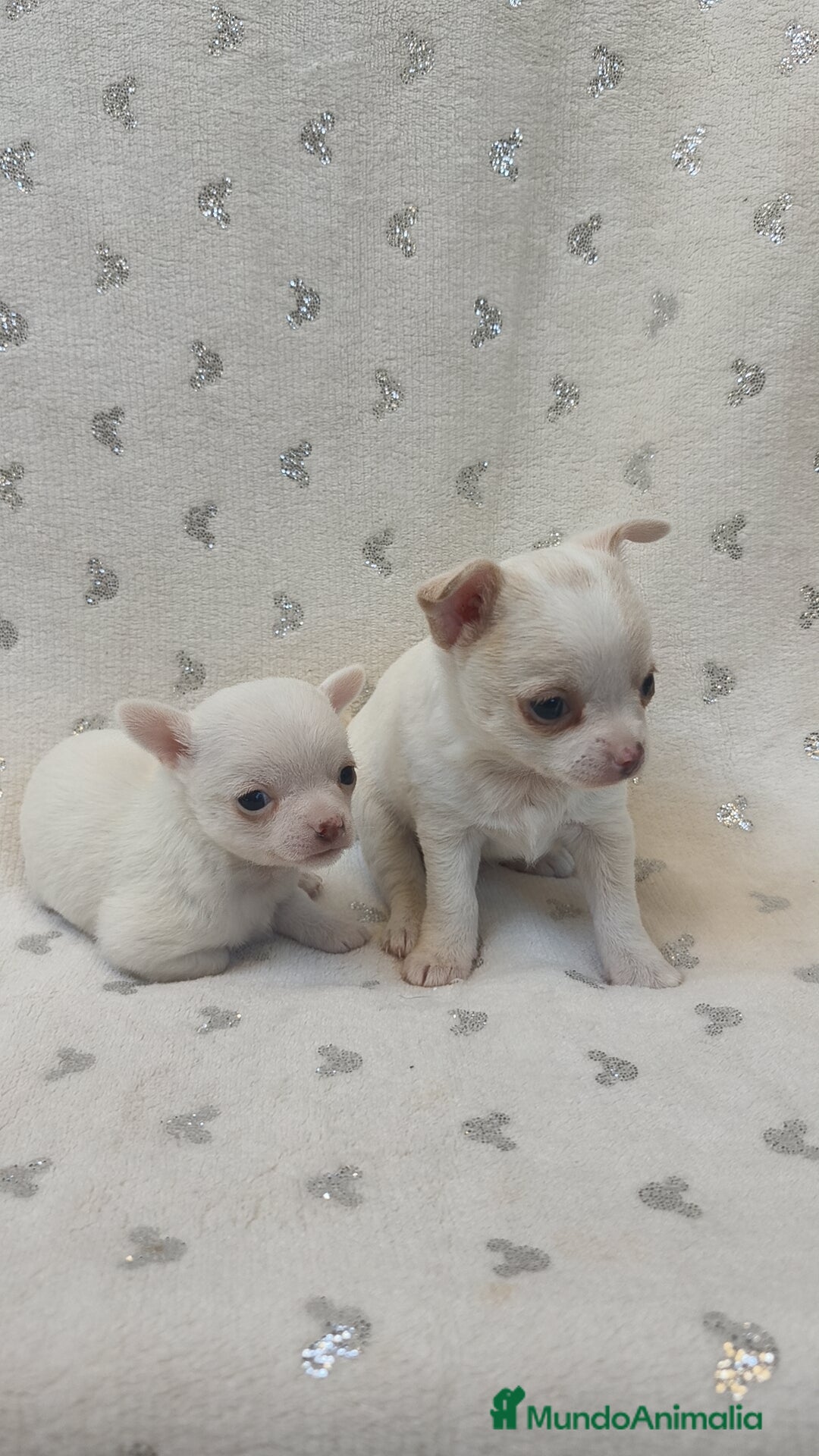 Chihuahua perros en venta: Chihuahua macho y hembra  - Imagen 8