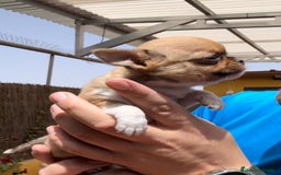 Chihuahua perros en venta: Chihuahua toy - Imagen 2