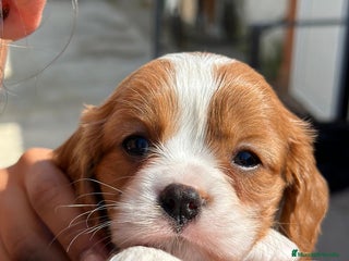 Cavalier King Charles Spaniel perros en Barcelona - Anuncio 23