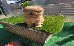 Maltipoo perros en venta: Maltipoo calidad  - Anuncio 1