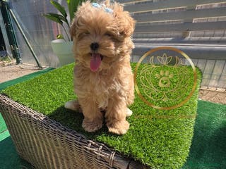 Maltipoo perros Maltipoo calidad - Anuncio 12