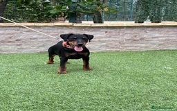 Terrier Alemán de Caza perros en venta: Cachorro macho - Imagen 5