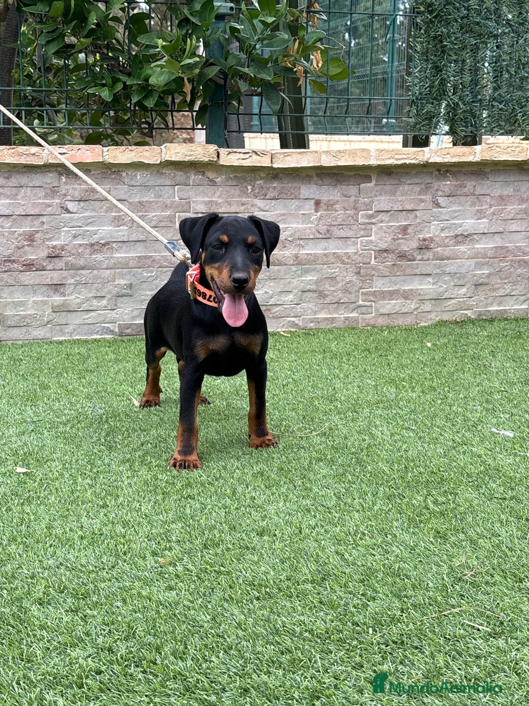 Terrier Alemán de Caza perros en venta: Cachorro macho - Imagen 5
