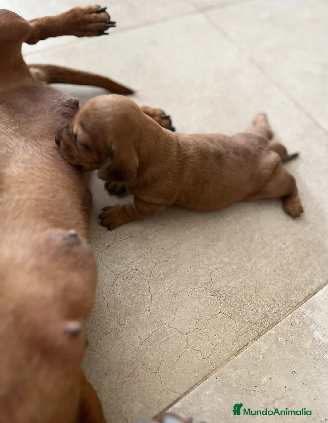 Teckel perros en venta: Magníficos Teckel miniatura 601144783 en Valencia - Anuncio 4