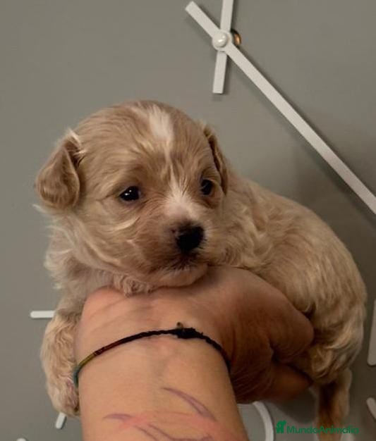 Maltipoo perros Maltipoo macho  - Anuncio 1