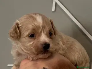 Maltipoo perros Maltipoo macho - Anuncio 1