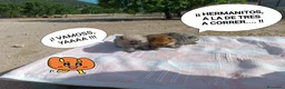 Pomerania perros en venta: PRECIOSOS POMERANIAS MACHITOS - Anuncio 1