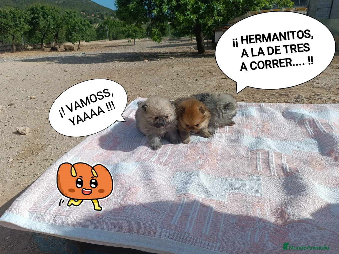 Pomerania perros en venta: PRECIOSOS POMERANIAS MACHITOS - Anuncio 1