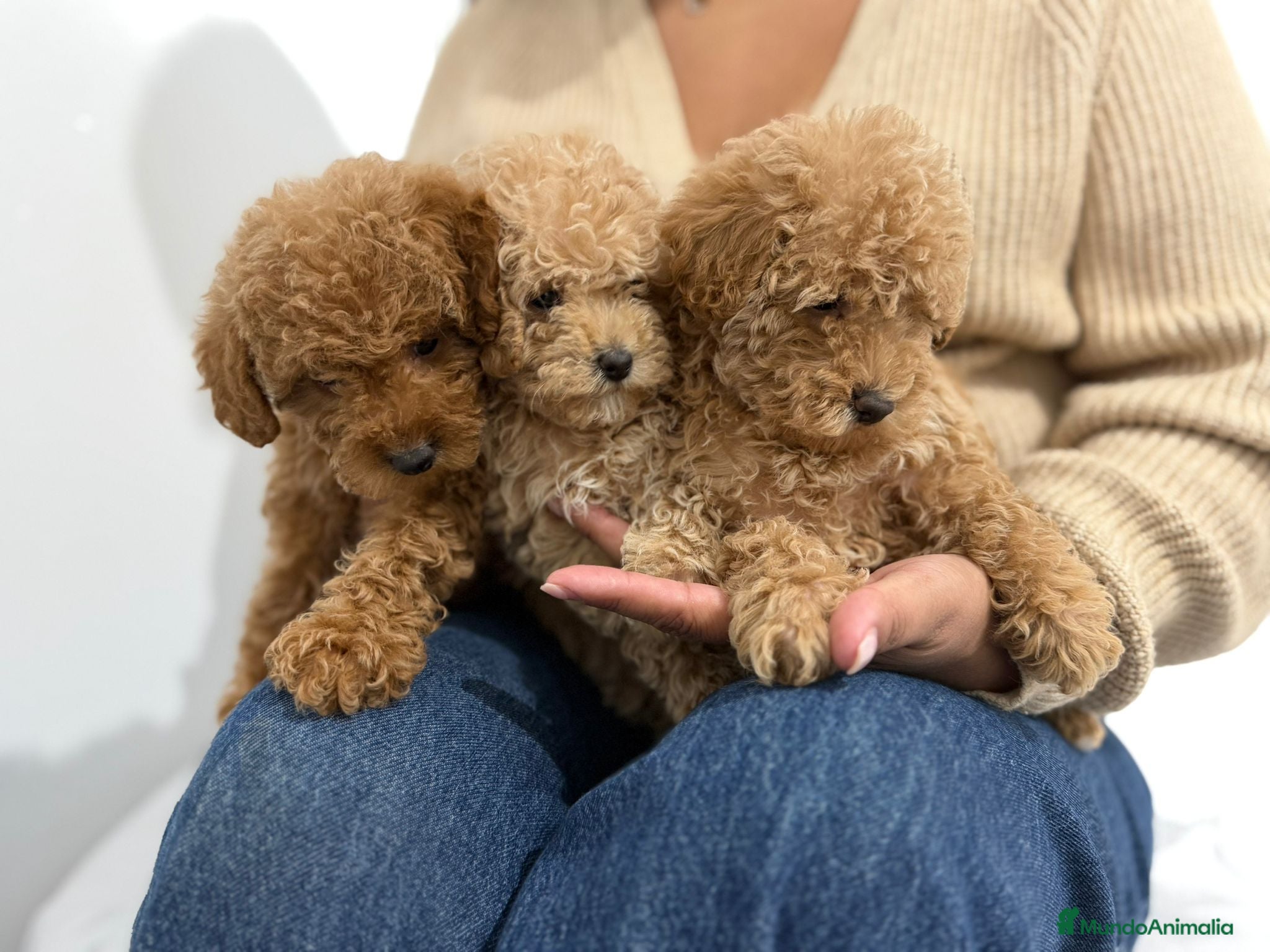 Caniche Toy perros Caniche Toy  - Anuncio 1