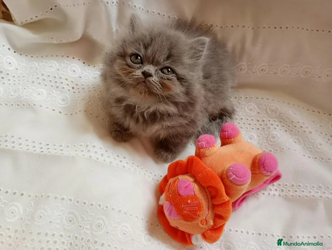 Himalayo gatos en venta: Gatito persa himalayo listo para entregar - Anuncio 2