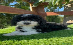 Perro de Agua Español perros en venta: PERRO DE AGUA MACHO - Imagen 11