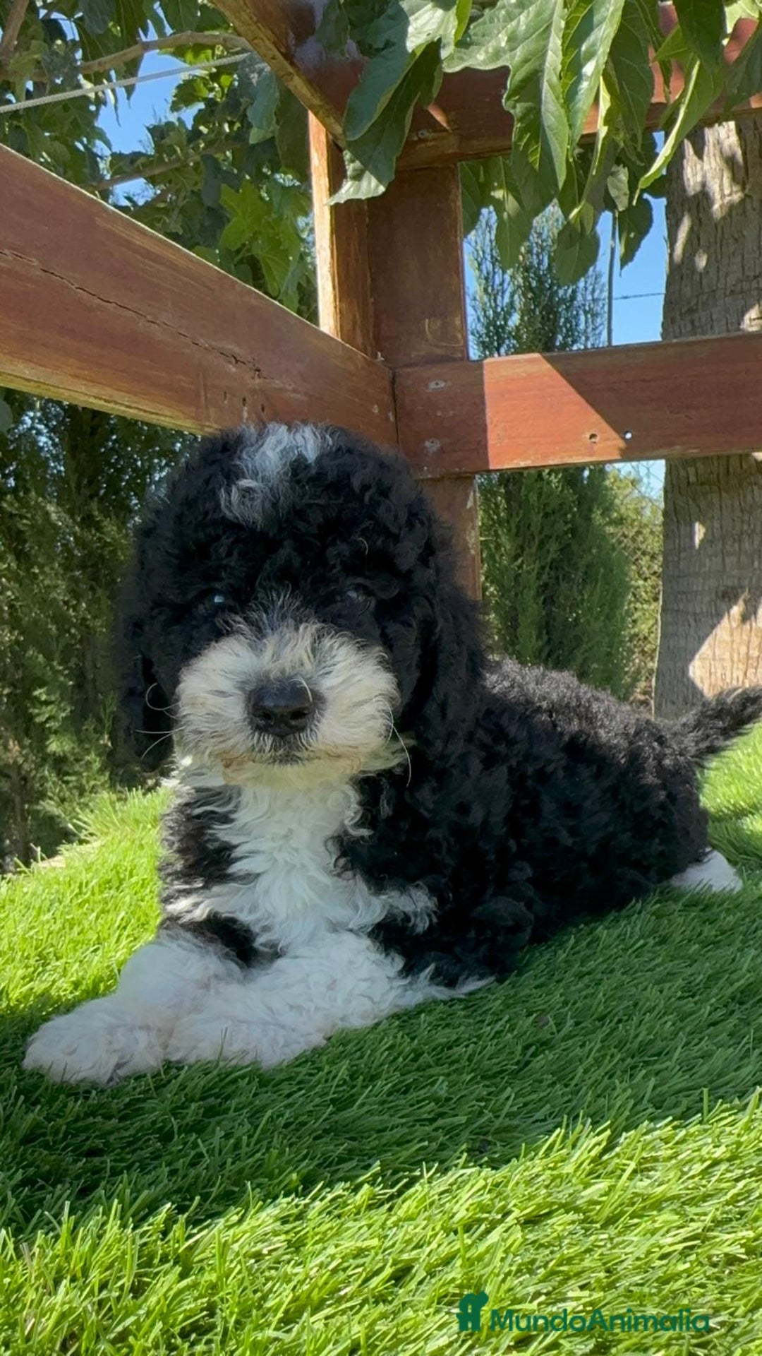 Perro de Agua Español perros en venta: PERRO DE AGUA MACHO - Imagen 11