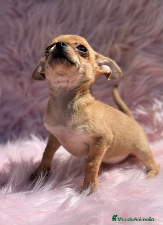 Chihuahua perros en Barcelona - Anuncio 17