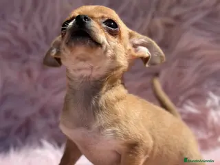 Chihuahua perros CHIHUAHUA TOY HEMBRA DISPONIBLE en Barcelona - Anuncio 9