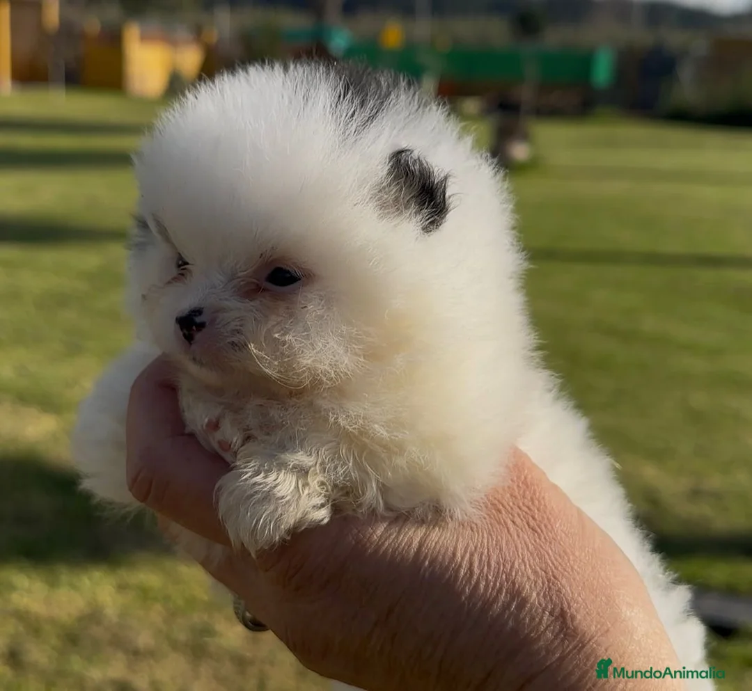 Pomerania perros en venta: Pomerania  - Anuncio 7