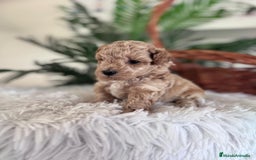 Caniche Toy perros en venta: CANICHE TOY MACHO - Imagen 4