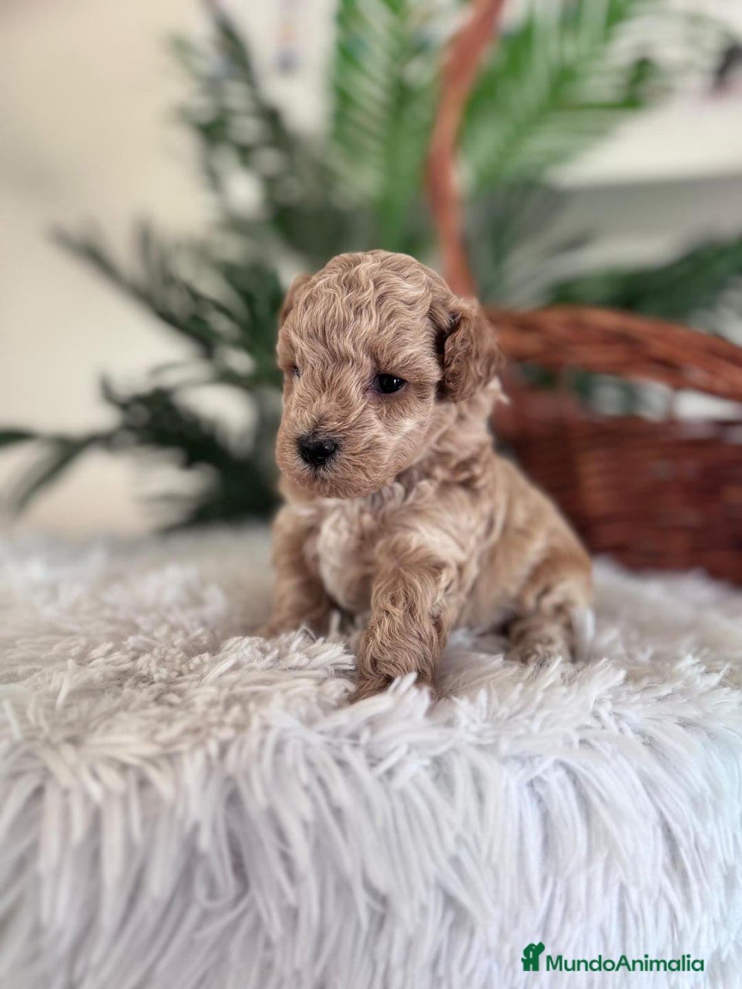 Caniche Toy perros en venta: CANICHE TOY MACHO - Imagen 4