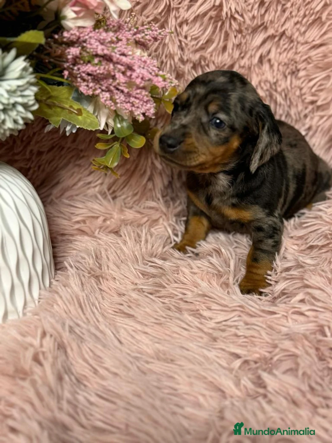 Teckel Miniatura perros en venta: TECKEL DEL VALLE  - Anuncio 3