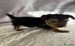 Yorkshire Terrier perros en venta: Yorkshire mini - Imagen 17