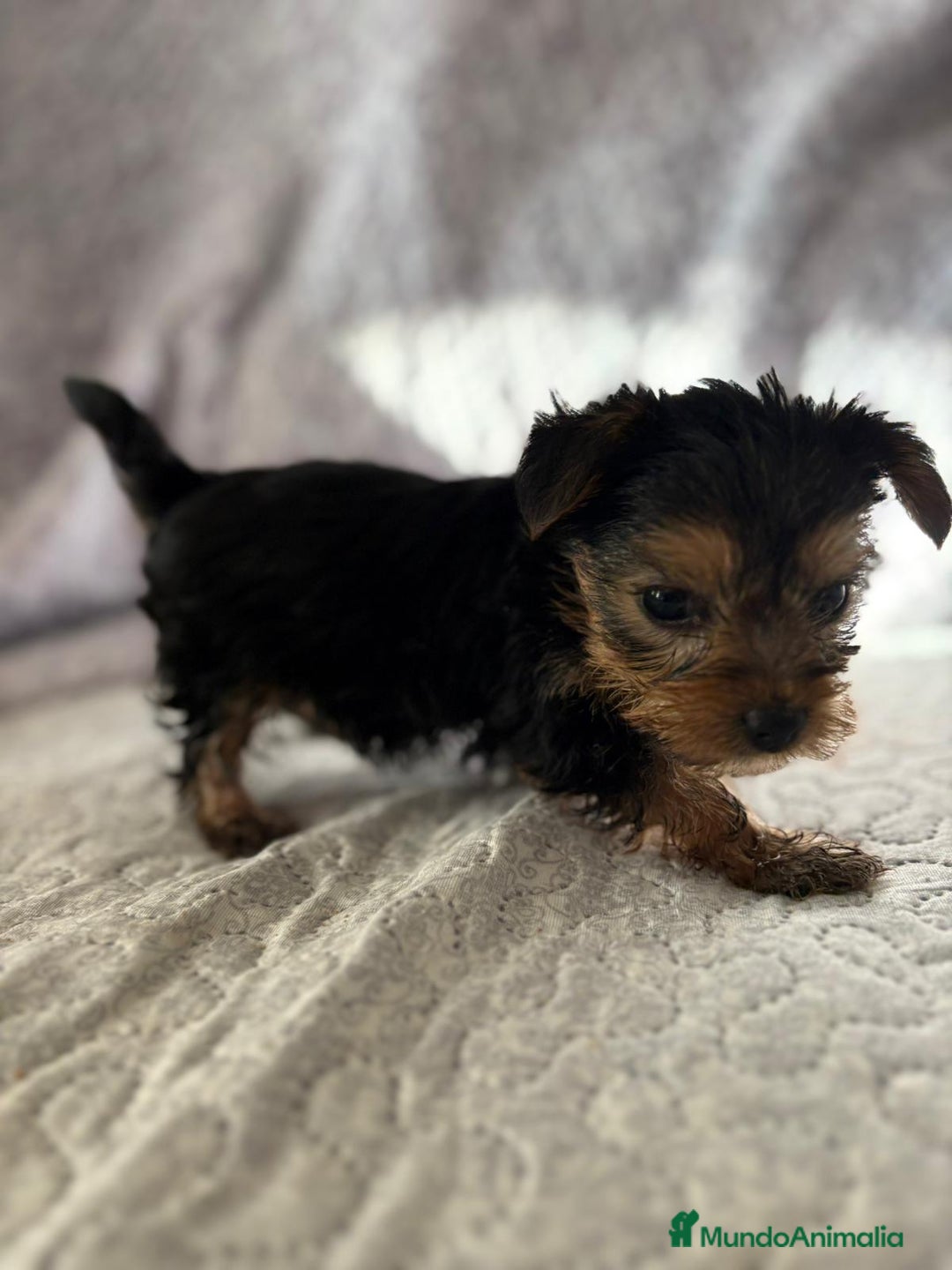 Yorkshire Terrier perros en venta: Yorkshire mini - Imagen 17