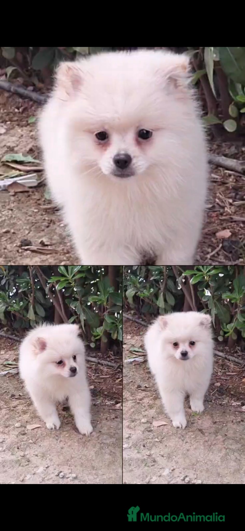 Pomerania perros Pomerania  - Anuncio 6