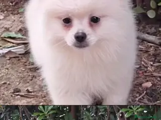 Pomerania perros Pomerania - Anuncio 6