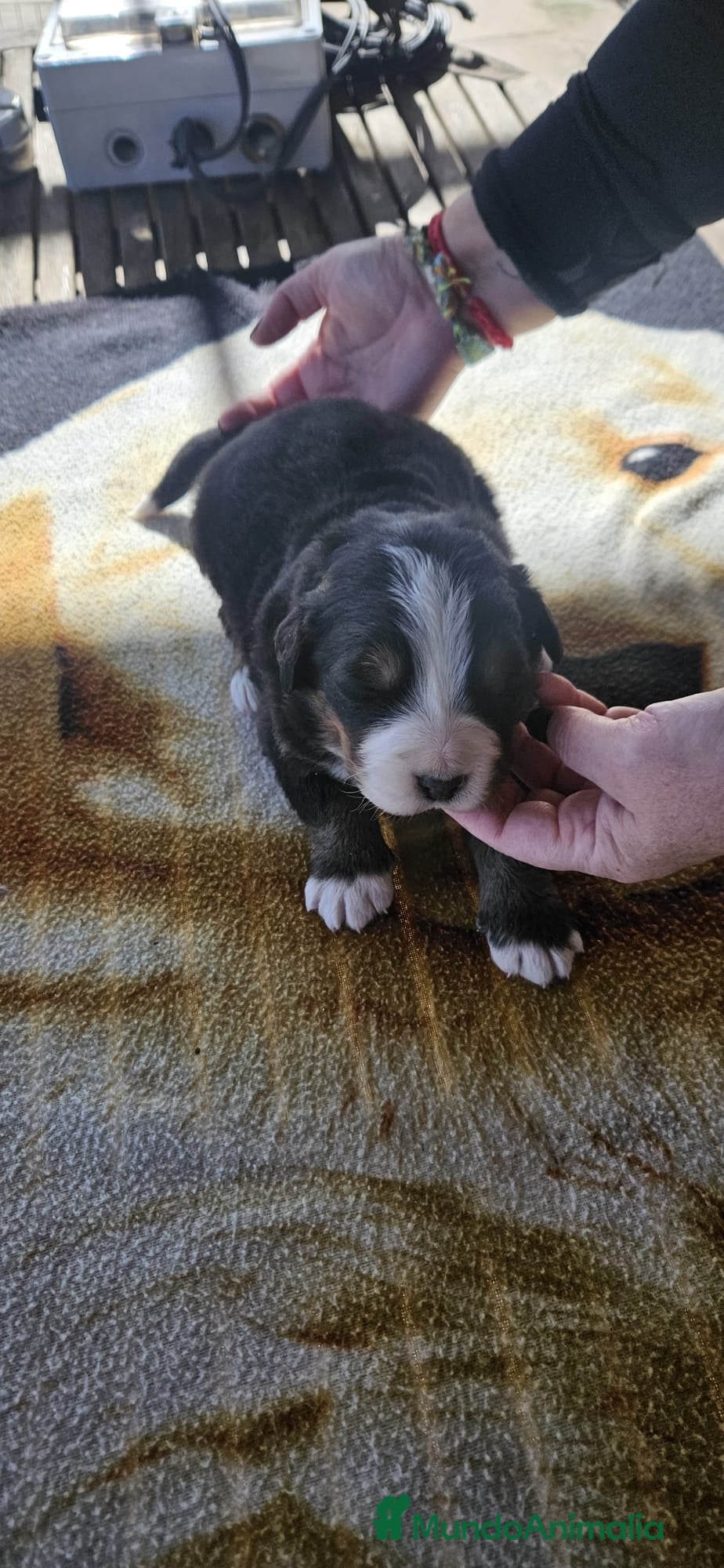 Boyero de Berna perros Boyero de Berna última hembra disponible  - Anuncio 1