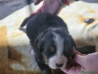 Boyero de Berna perros Boyero de Berna última hembra disponible - Anuncio 1