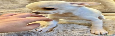 Chihuahua Cachorro 1