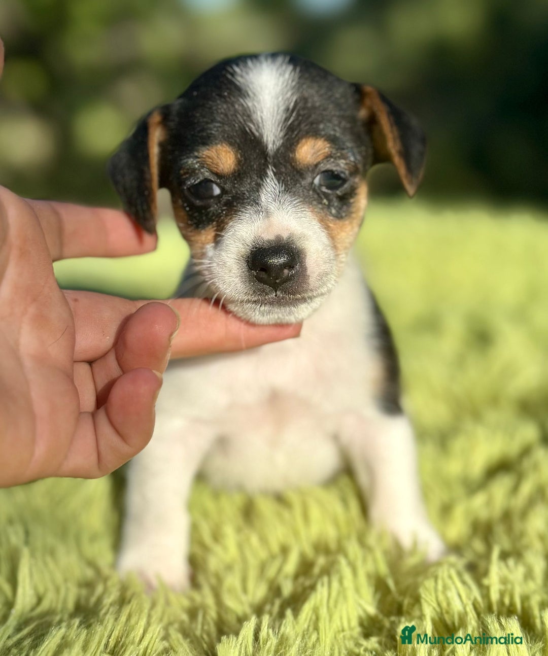 Jack Russell Terrier perros en venta: Jack Russell pata corta  - Imagen 5