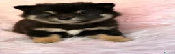 Shiba Inu perros en venta: SHIBA INU CALIDAD MACHO Y HEMBRA - Anuncio 3