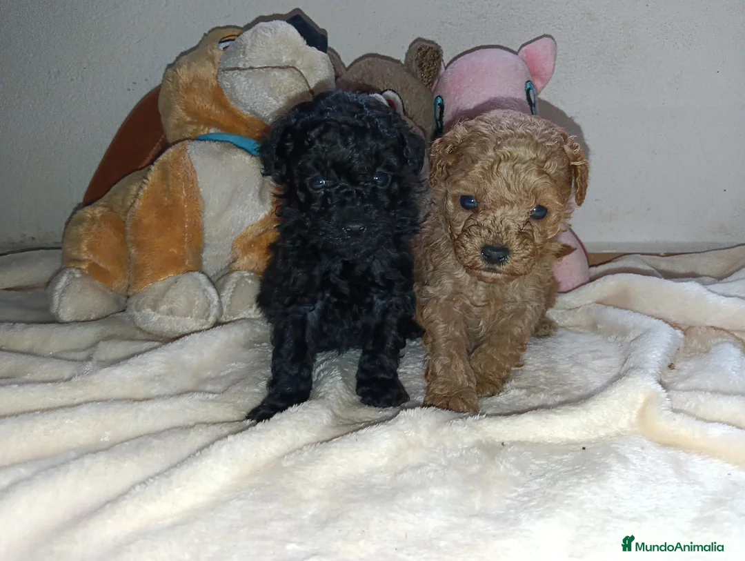Caniche Toy perros en venta: Caniche toy - Anuncio 1