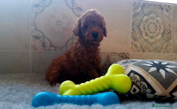 Caniche Toy perros CANICHE TOY MACHO - Anuncio 2