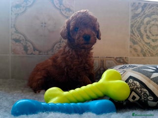 Caniche Toy perros CANICHE TOY MACHO - Anuncio 1