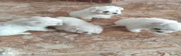 Bichón Maltés perros en venta: Bichón maltés - Anuncio 6