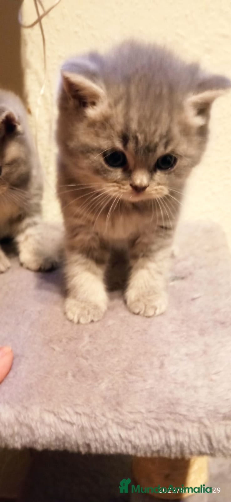 Británico de Pelo Corto Azul gatos British bebes en Barcelona - Anuncio 2
