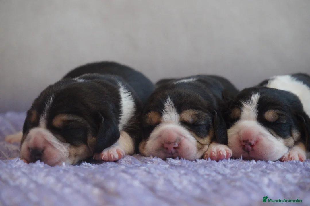 Imagen de galería {{count}}