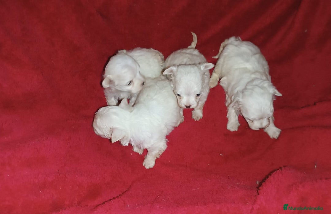 Bichón Maltés perros en venta: PRECIOSAS HEMBRITAS DE BICHÓN MALTÉS  - Imagen 3