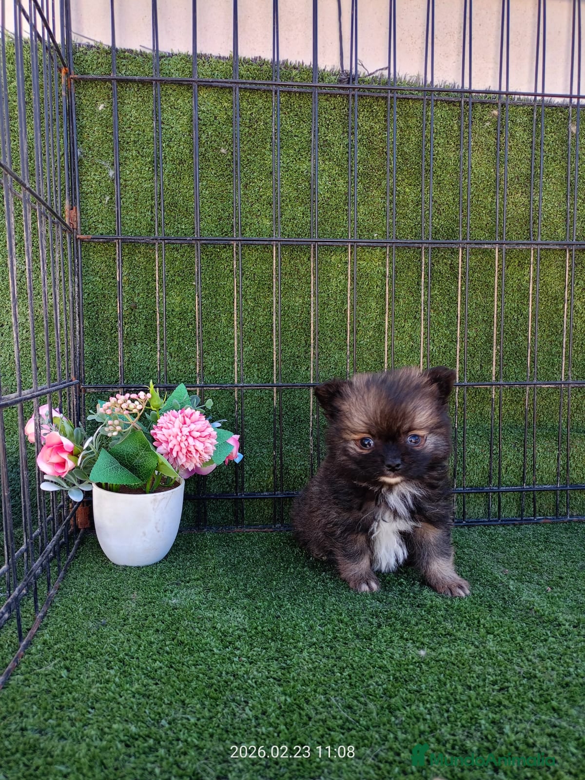 Pomerania perros POMERANIA TOY - Anuncio 1