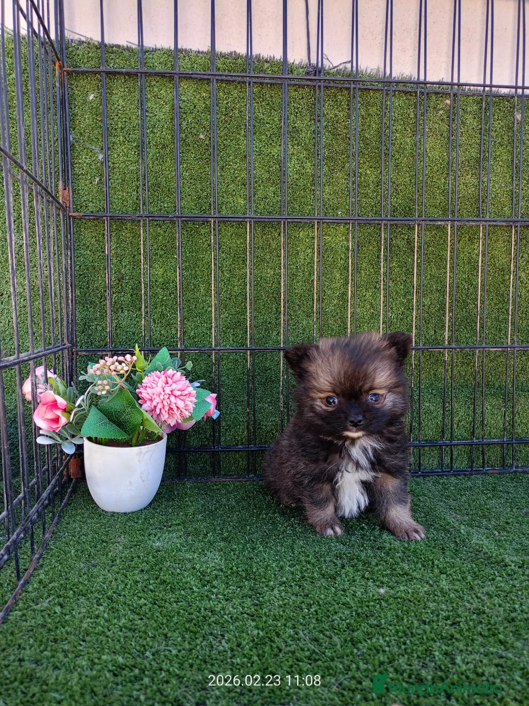 Pomerania perros en venta: POMERANIA TOY - Anuncio 1