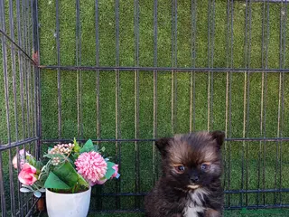 Pomerania perros POMERANIA TOY - Anuncio 1