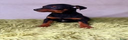 Pinscher Miniatura perros en venta: PINSCHER DISPONIBLES MINI - Anuncio 3