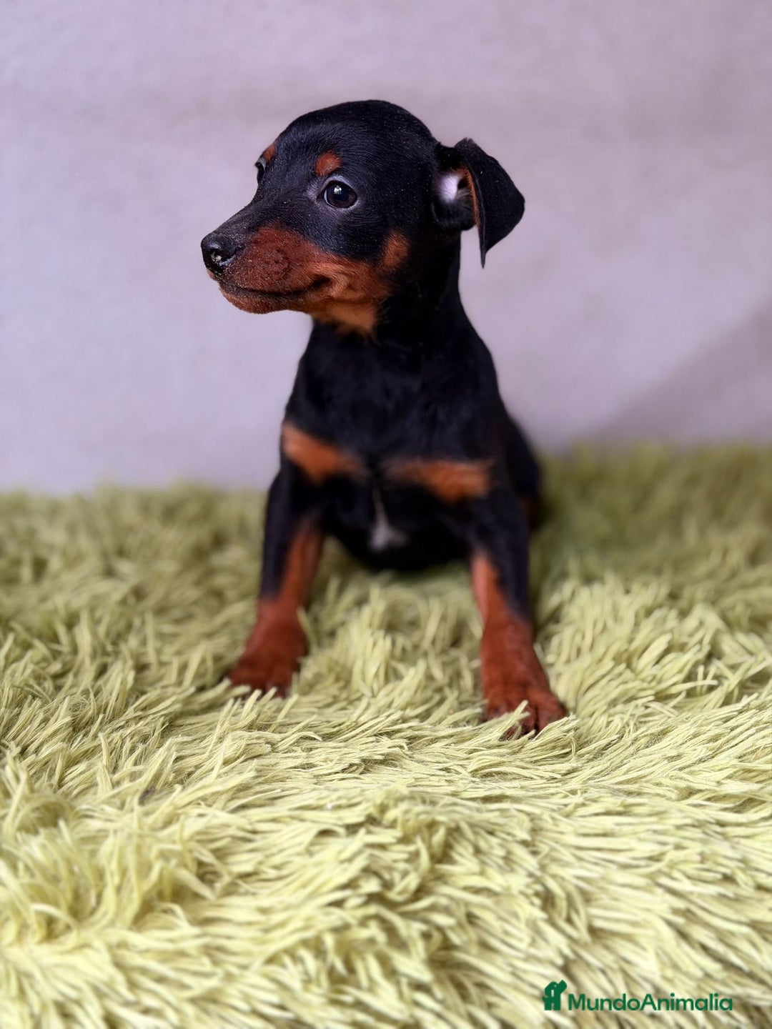 Pinscher Miniatura perros en venta: PINSCHER DISPONIBLES MINI - Anuncio 3